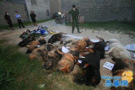 广西警犬基地29只警犬服用驱虫药后死亡