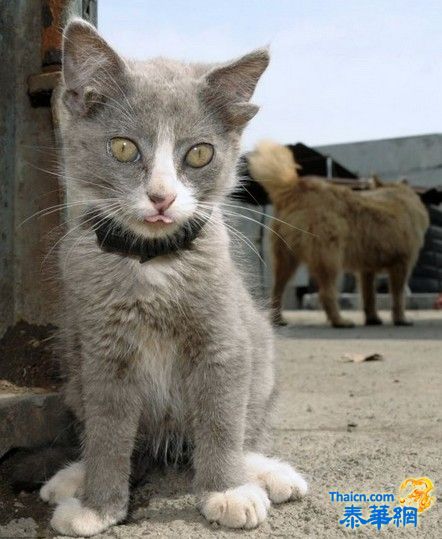 俄罗斯小猫长4只耳朵