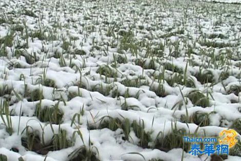 新疆出现六月降暴雪 部分地区作物绝收