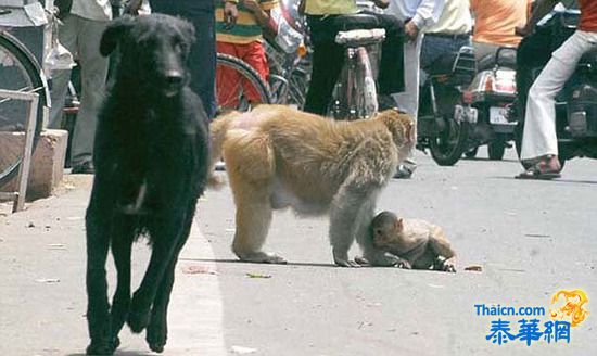 猴妈妈犬口救子大显神威