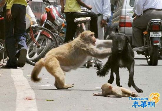 猴妈妈犬口救子大显神威