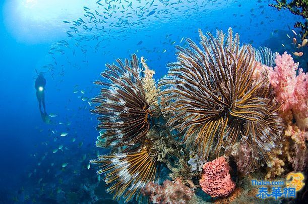 珊瑚礁奇妙的海底生物