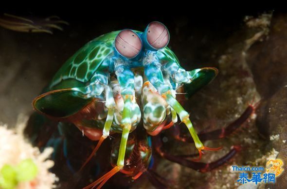 珊瑚礁奇妙的海底生物