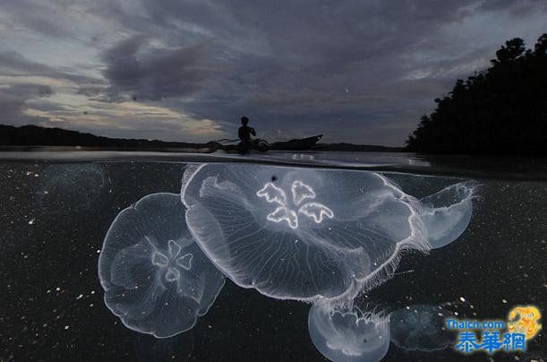 珊瑚礁奇妙的海底生物