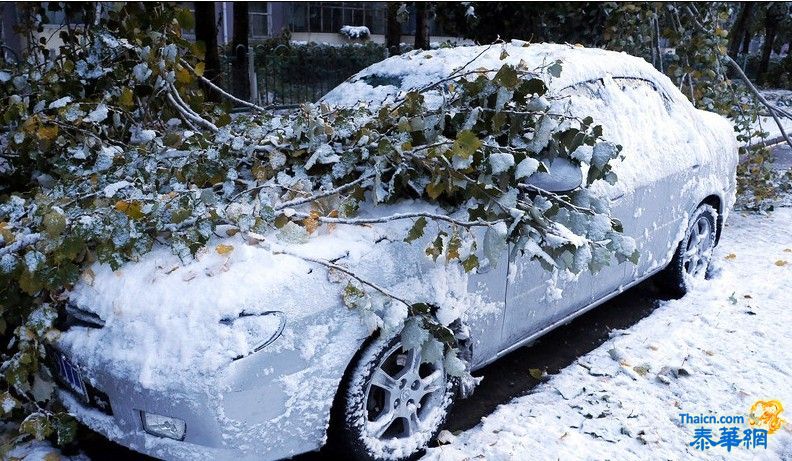 黑龙江大庆普降大雪 积雪压断大树