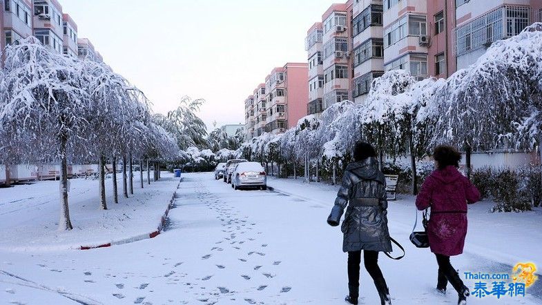 黑龙江大庆普降大雪 积雪压断大树