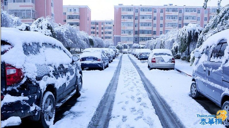 黑龙江大庆普降大雪 积雪压断大树