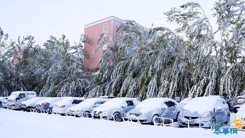 黑龙江大庆普降大雪 积雪压断大树