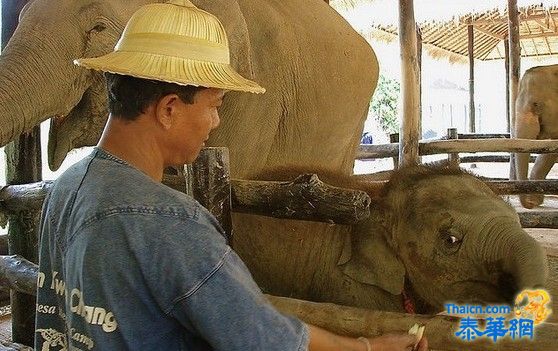 泰国象奴的悲惨生活