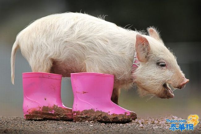 照片 838jpg.jpg 照片 838jpg.jpg