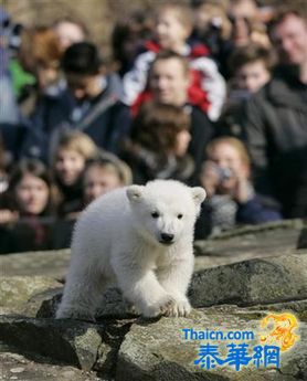 可爱的白熊 Knut หมีขั้วโลก ทูตสิ่งแวดล้อม