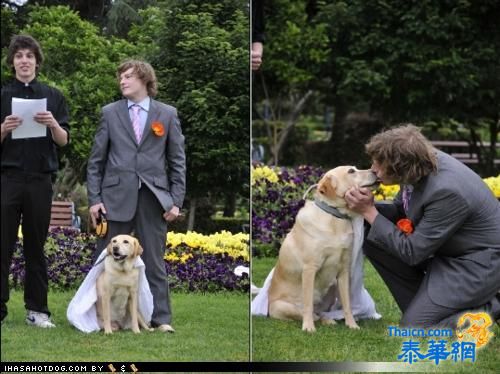 澳大利亚的男人和女狗结婚