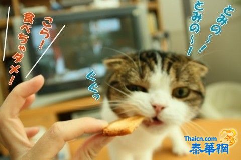 猫猫