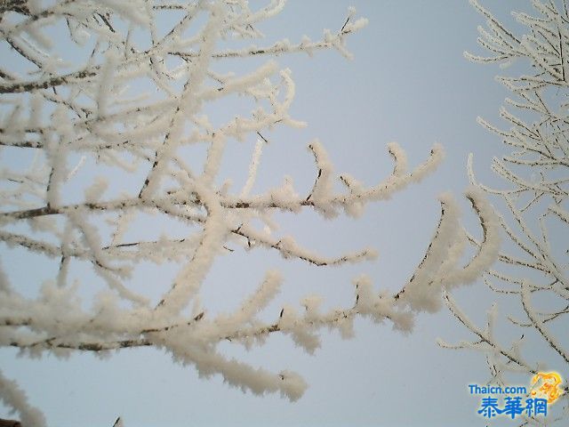 雪枝