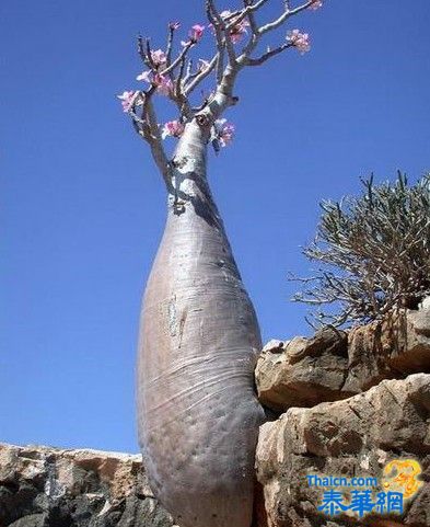 你肯定没见过！印度洋“处女岛”上的怪异生物