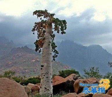 你肯定没见过！印度洋“处女岛”上的怪异生物