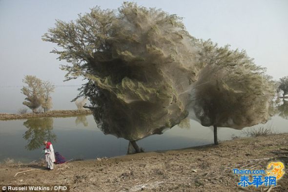 巴基斯坦洪水过后百万蜘蛛树上结网