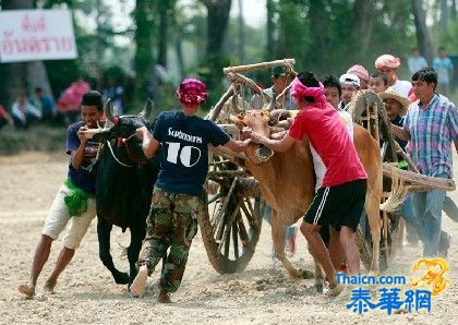 碧武里赛牛大会 带着牛儿去狂奔