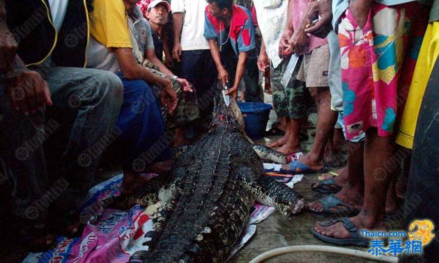 ชาวเมืองคอน 'ชำแหละจระเข้' เปิบเมนูเด็ด