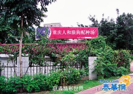 狼狗.jpg 狼狗.jpg