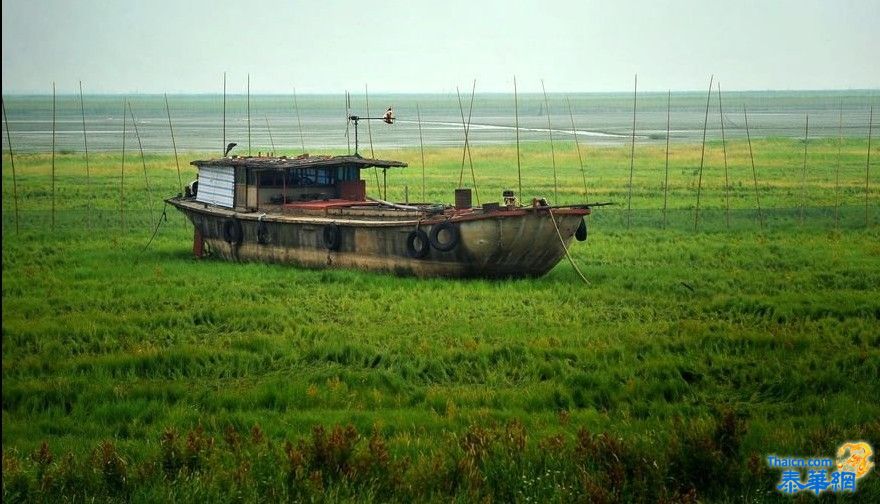 鄱阳湖成“草原”