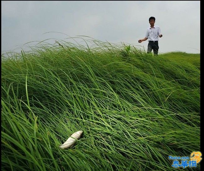 鄱阳湖成“草原”