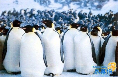 南极小企鹅迷路 历险漂流数千英里到新西兰