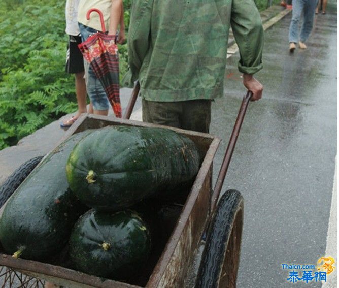 江西南昌一货车侧翻 冬瓜遭哄抢