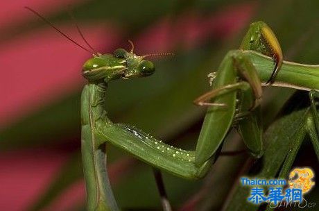 为性爱而死的雄性螳螂交配时被雌螳螂吃掉全过程