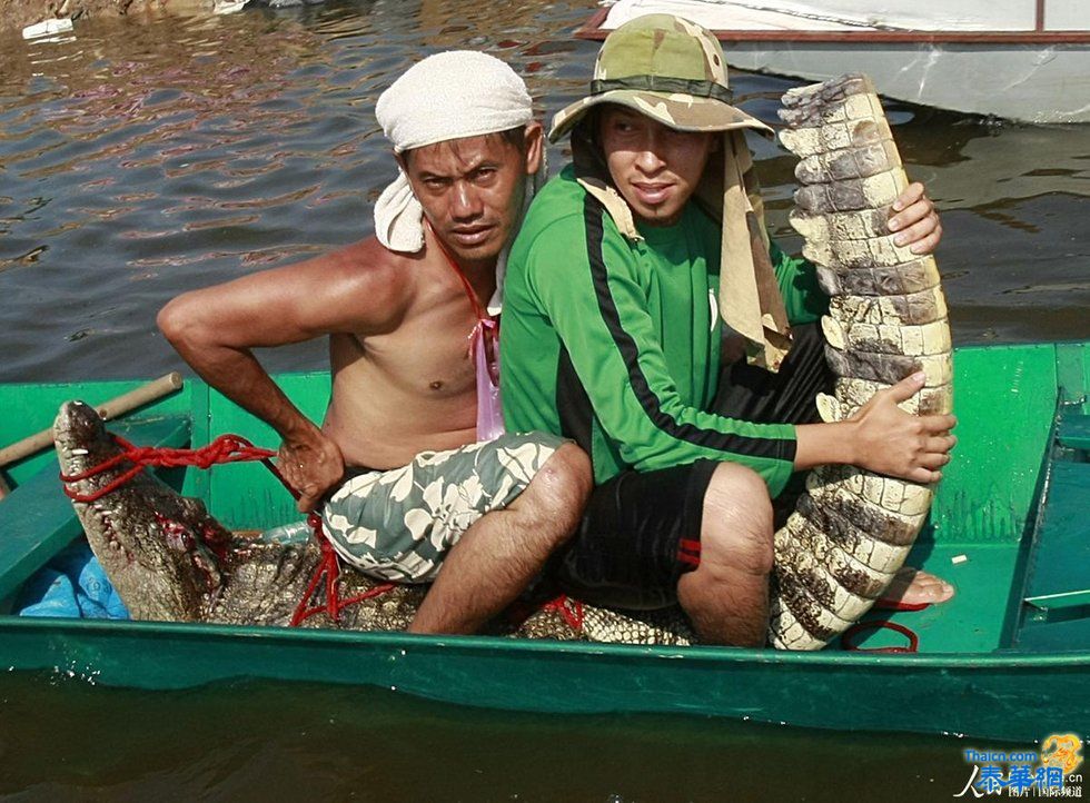水浸曼谷 灾民洪水中捕到大鳄鱼