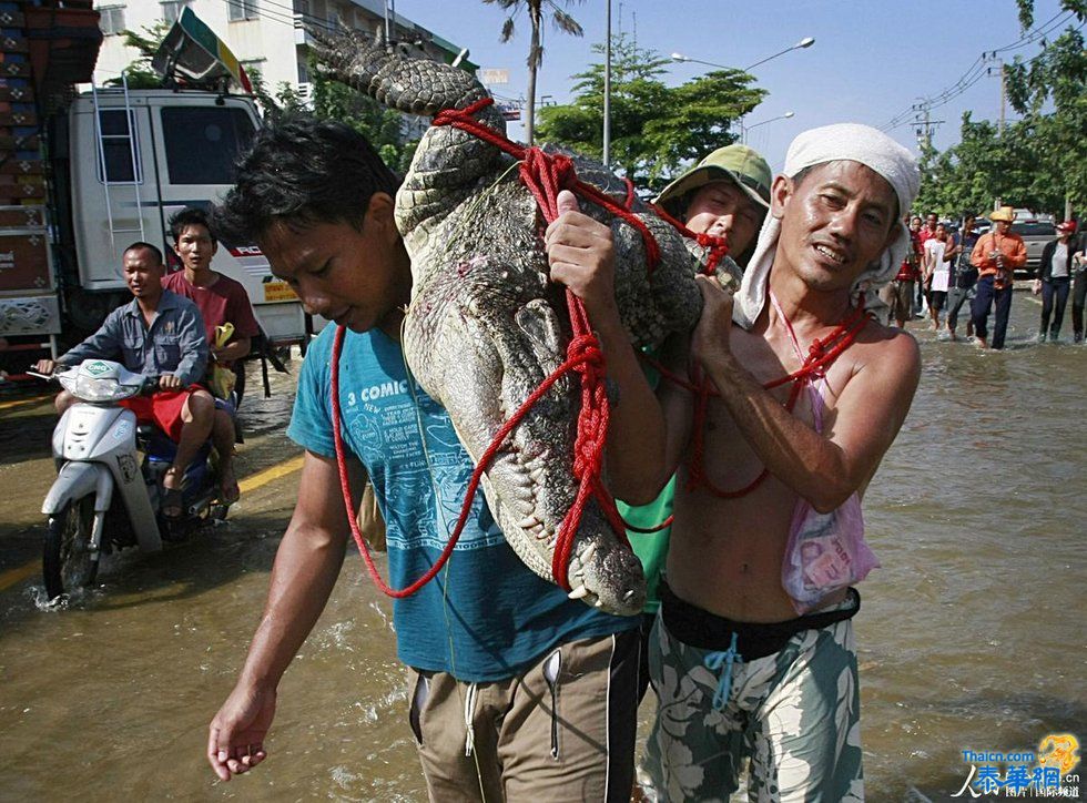 水浸曼谷 灾民洪水中捕到大鳄鱼