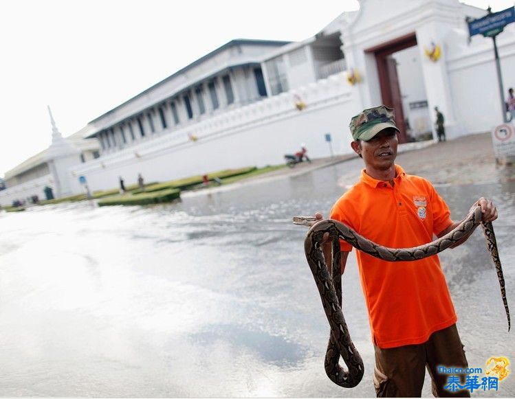 曼谷居民洪水中捕获蟒蛇