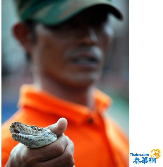 曼谷居民洪水中捕获蟒蛇