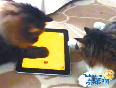 跟主人学会玩游戏 两只猫咪抢iPad玩"猫抓老鼠"