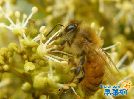 梁师傅的风水灵物与简介