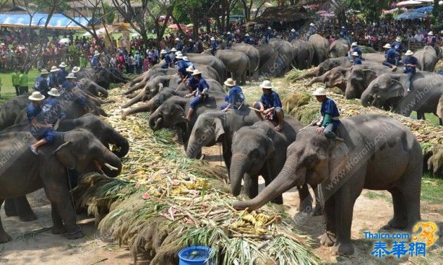 'วันช้างไทย'คึกคัก ล้านนาจัดเลี้ยง'สะโตก-บายศรี'