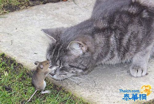 无关政治 老鼠不怕猫“太岁头上动土” 灰猫“求饶”