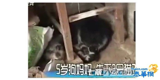 奇闻：5岁狗妈产下3只另类小猫?