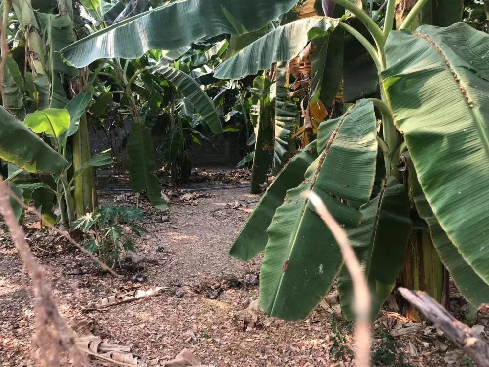 巴革ถนนศรีสมานซอย6, SRISAMAN 276平方的土地-2