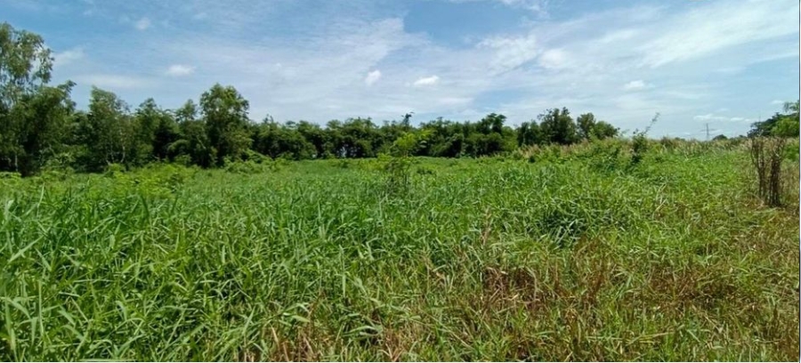 一手土地资源黄金吉地出售，位于Lat Lum Kaeo, Pathum Thani的土地，面积：4 rai共6400平方米-7
